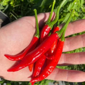 Best 25 Seeds Calabrian Pepper Italian Picante Calabrese Spicy Pepper Calabria