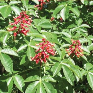 Best 5 RED BUCKEYE NUTS Aesculus pavia