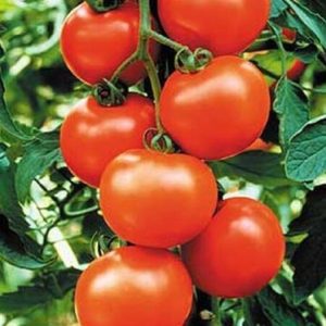 Best 50 Seeds Sweet Chelsea Tomato Hybrid Vegetable Garden Planting Tomatoe