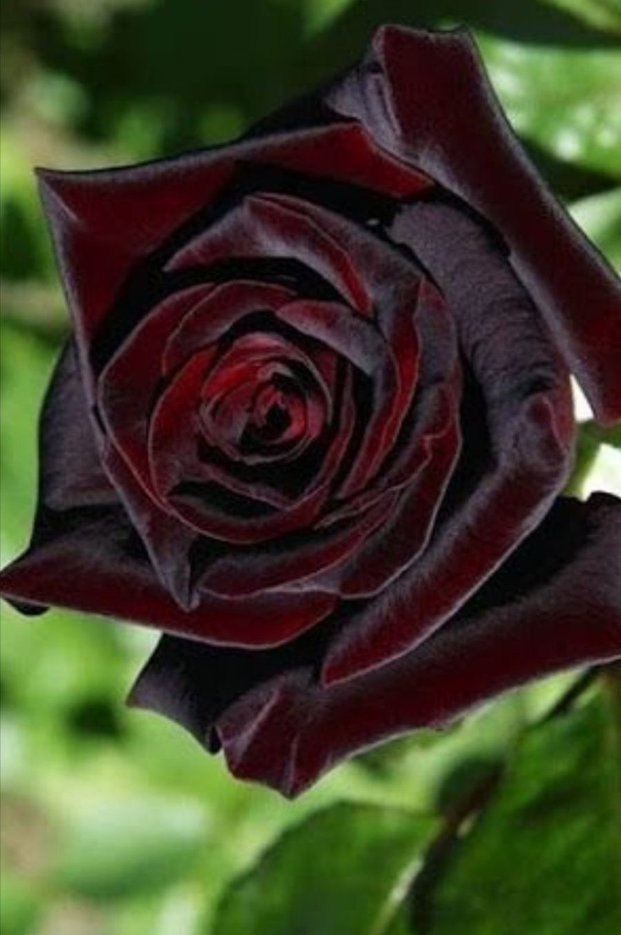 Black Baccara Rose, 50 Seeds