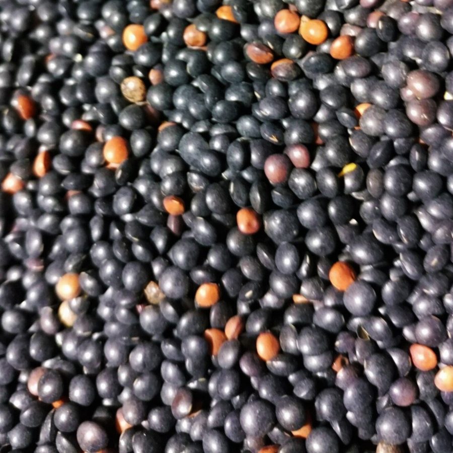 Black Lentil Seeds Indian Head Vegetable Asian Indian French Beluga Daal Bean Co