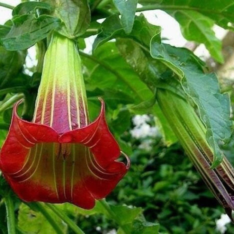 Brugmansia Sanguinea Red Angels Trumpet Red Brugmansia Red Datura Tree Red Angel