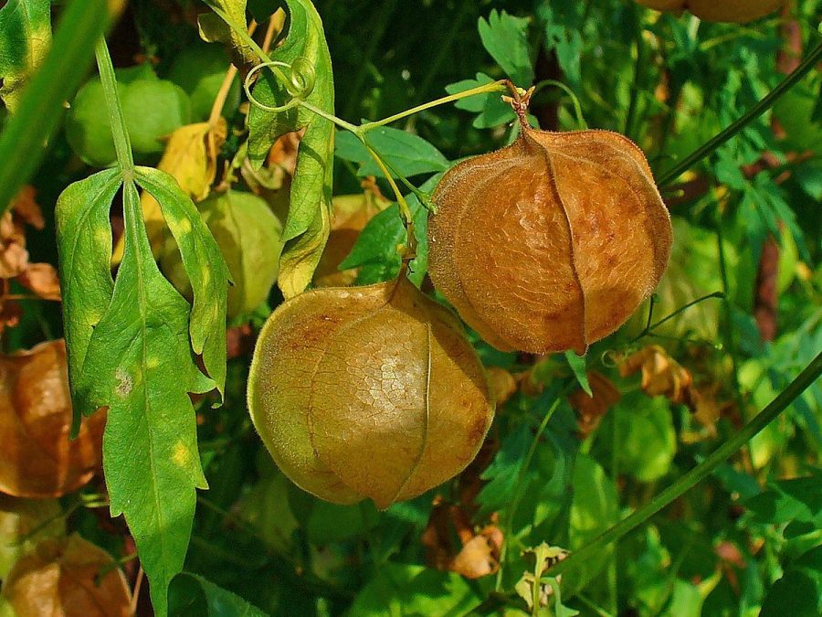 Cardiospermum halicacabum - Love In a Puff / Balloon vine - 10 seeds