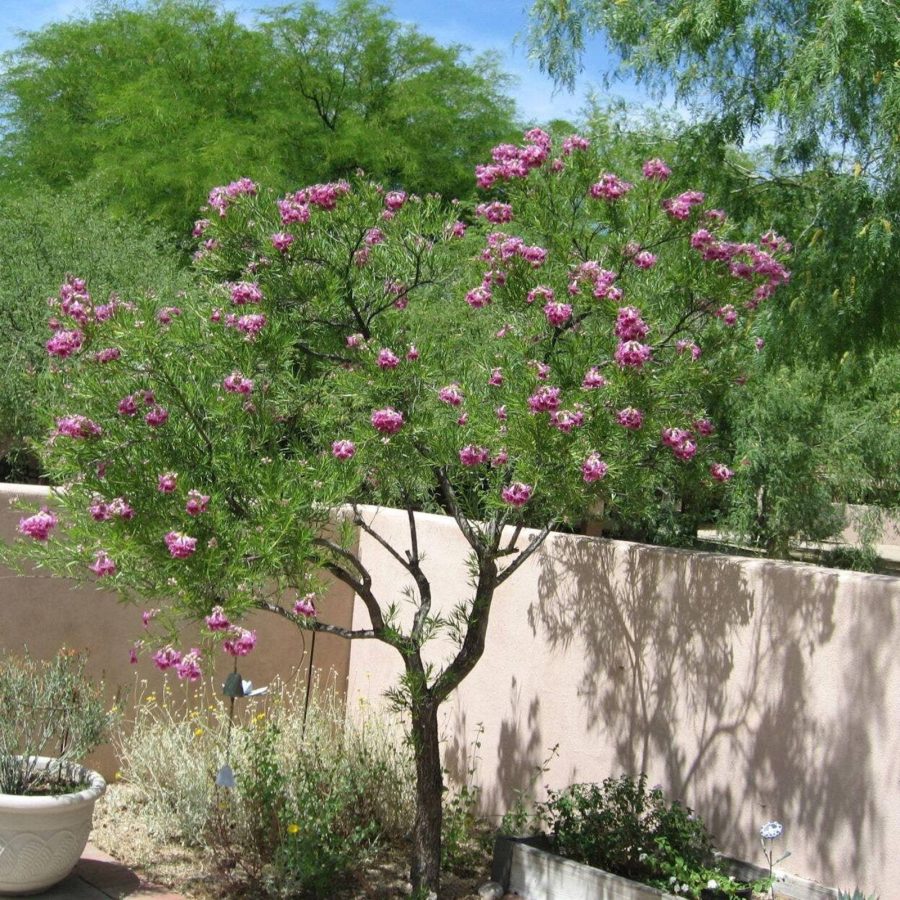 Desert Willow Tree Seeds Chilopsis Linearis Large Pink Flowers Garden