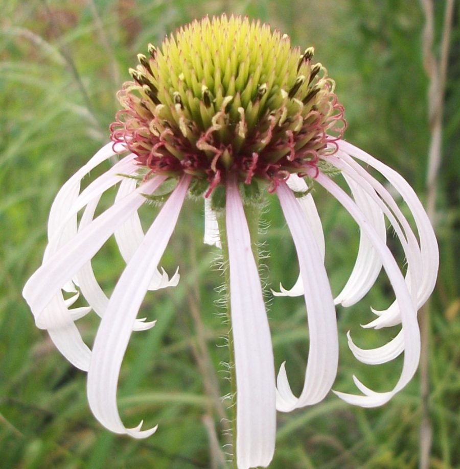 Echinacea pallida - Purple Cone Flower - 20 seeds