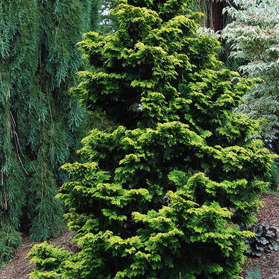 Golden Hinoki Cypress Tree (Chamaecyparis Obtusa) Seeds Garden