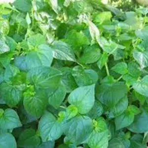 Hat Giong Rau Cang Cua Peperomia Pellucida Krasang Teap 400 Fresh Seeds