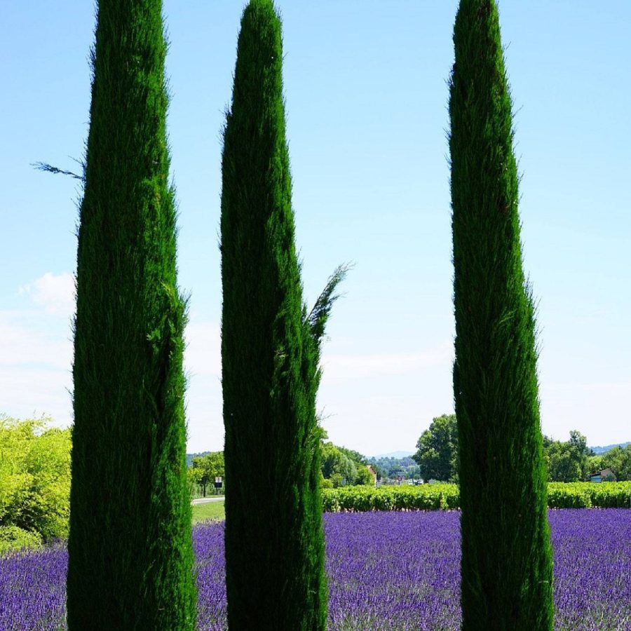 Italian Cypress Cupressus Sempervirens Srtricta Landscapers Select Hedge And Fen