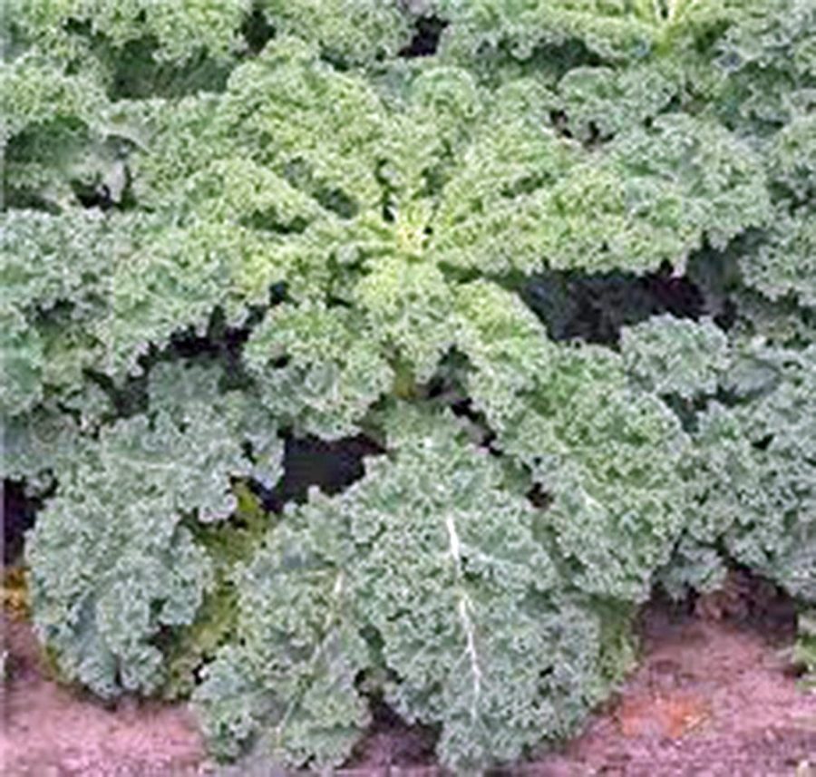 KALE SEED, DWARF SIBERIAN, ORGANIC, HEIRLOOM, NON GMO, 1000 SEEDS, HEALTHY GREEN