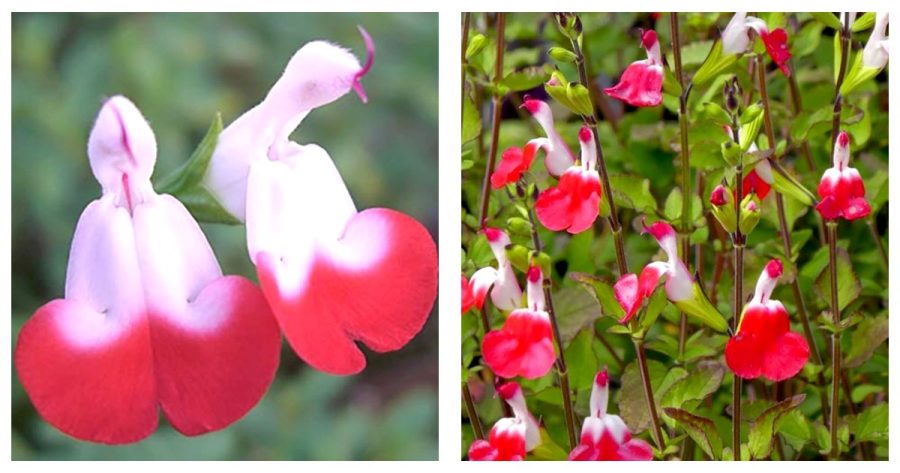 Live Plant - Hot Lips - Chelone lyonii - Bicolor blooms - 2.5" Pot