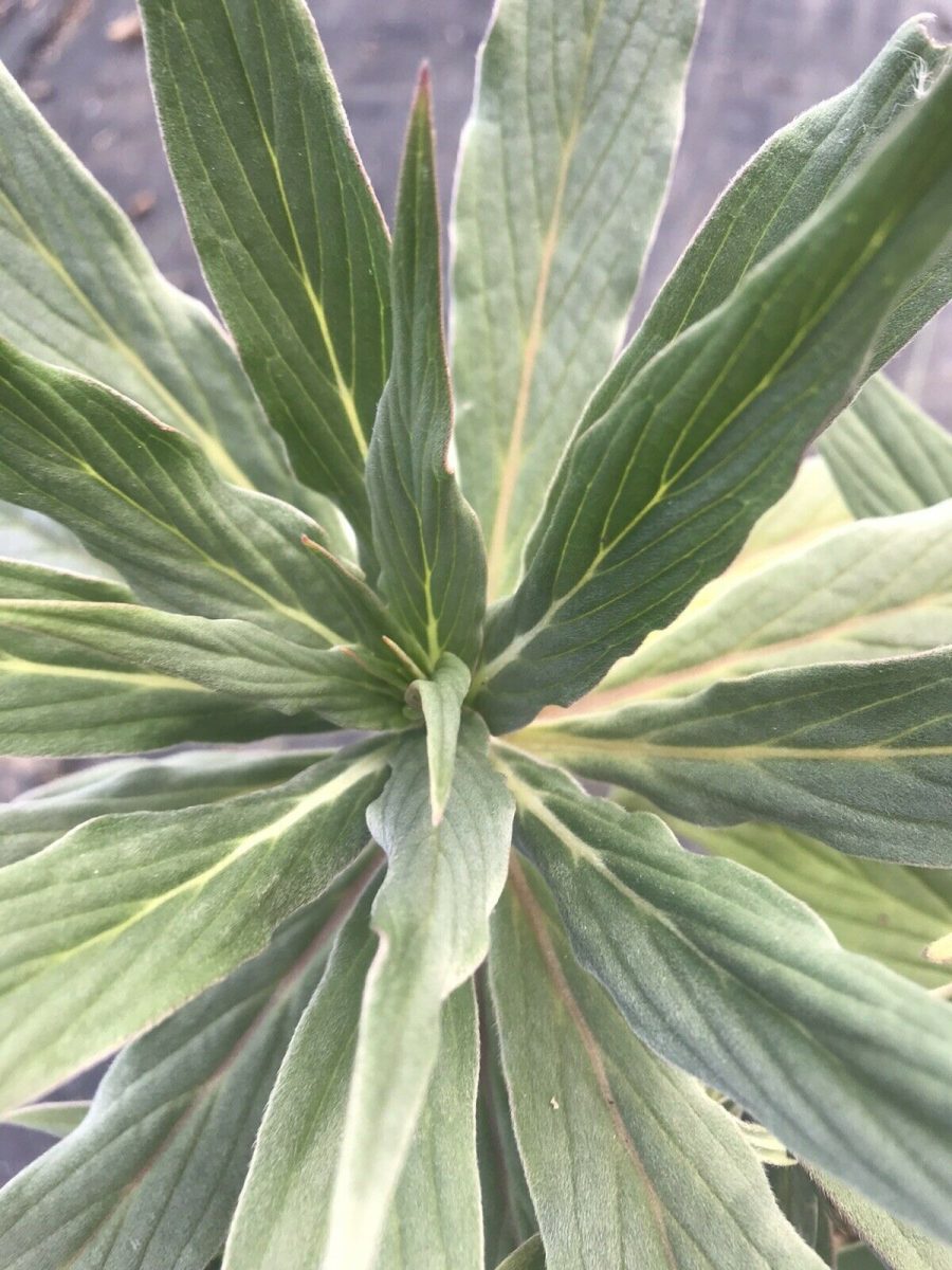 PRIDE OF MADEIRA Echium Candicans Purple Flowers Humming birds love 3 Cuttings