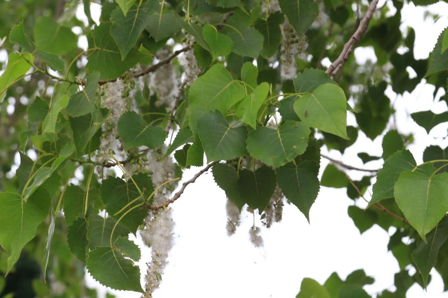 Populus Fremontii Cottonwood Tree, 1-2 year old plant Outdoor Living