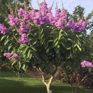 Queen Crepe Myrtle Tree (Lagerstroemia Speciosa) Seeds Garden