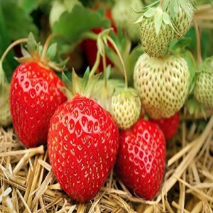 Seascape Beauty Everbearing 100 Live Strawberry Plants, NON GMO,