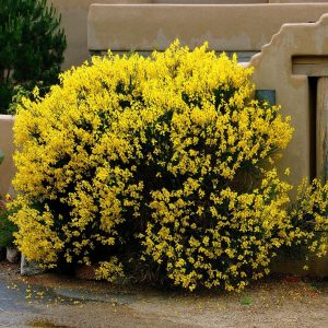 Spanish Broom Plant (Spartium Junceum) Seeds Garden