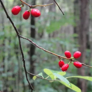 Spicebush 2 Live Bare Root Dormant Plants Native Perennial Bush Lindera Benzoin