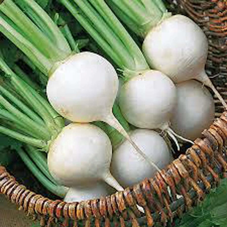 TURNIP SEED,TURNIP, WHITE EGG, HEIRLOOM, ORGANIC 1000 SEEDS, NON GMO,VEGATABLE