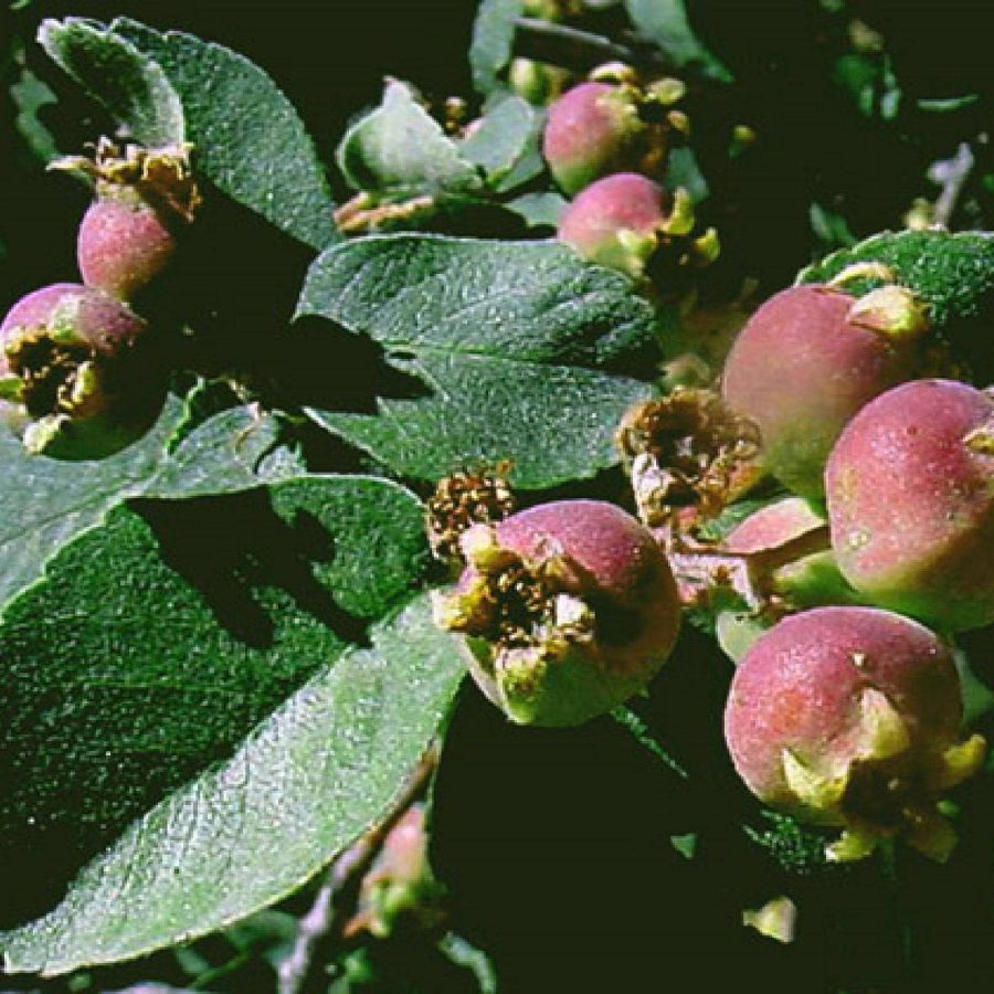 Utah Serviceberry Amelanchier Utahensis Organic Fruiting Shrub White Blooms High