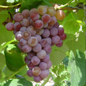 VANESSA WHITE Seedless Grape Vine - 1 Bare Root Live Plant - Buy 4 Get 1 Free!