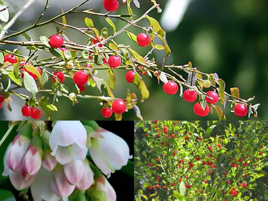 Variety Size Seeds Red Huckleberry Vaccinium Parvifolium Shrub Edible Hardy