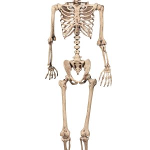 5FT Realistic Poseable Skeleton Prop