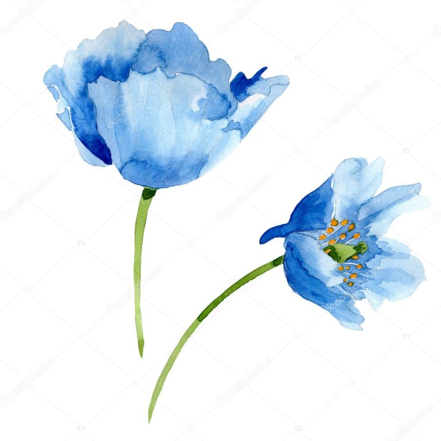 Beautiful blue poppy flowers isolated on white. Watercolor background illustration. Watercolour drawing fashion aquarelle isolated poppy flowers illustration element.