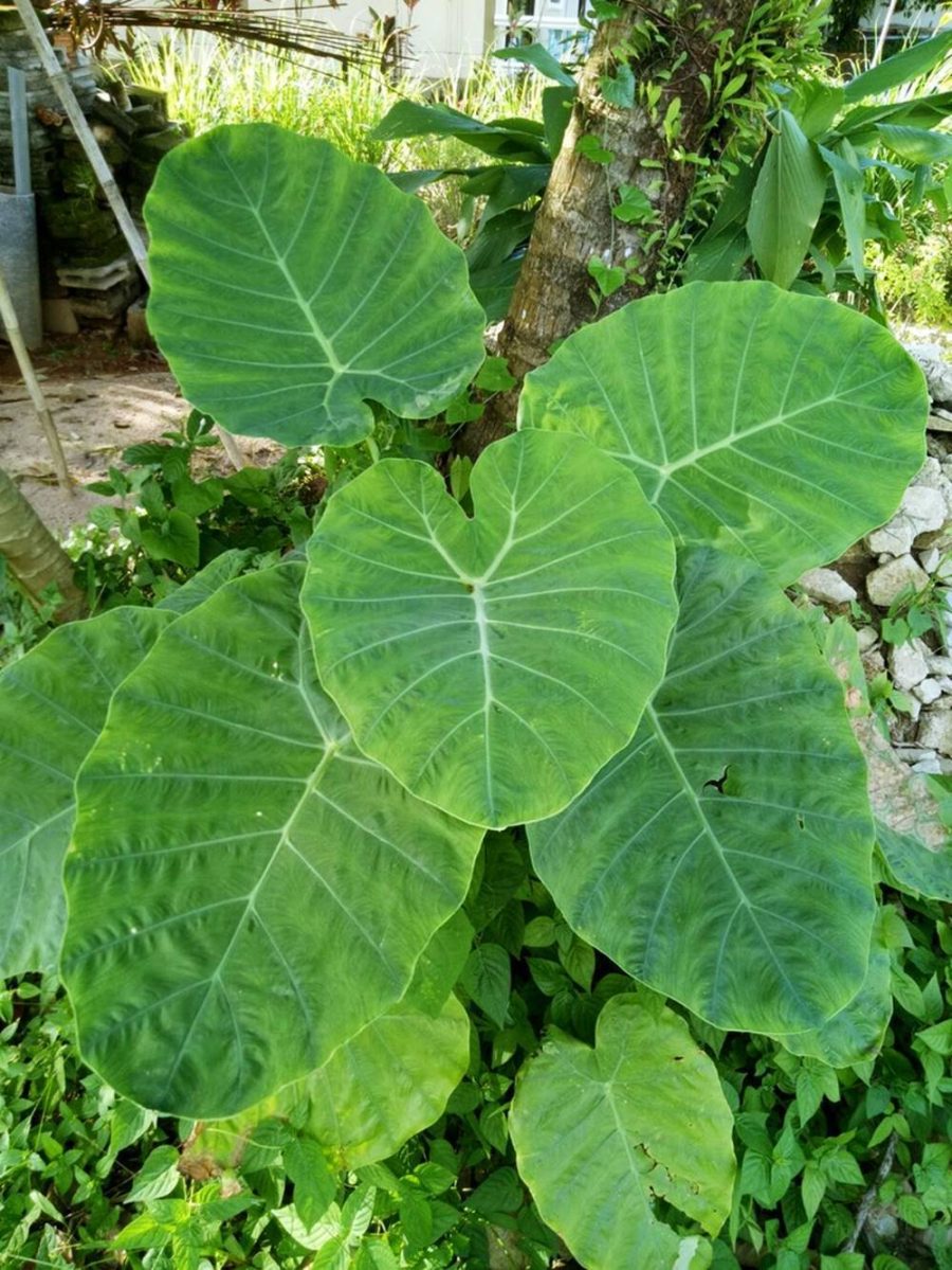 Colocasia esculenta Elephant ear 1 Fresh root for growing ThailandMrk