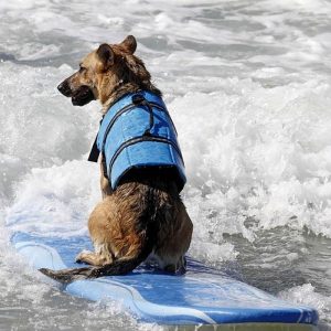 Dog Life Jacket