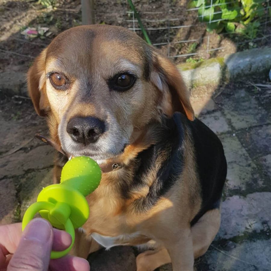 Dog Pacifier Chew Toy