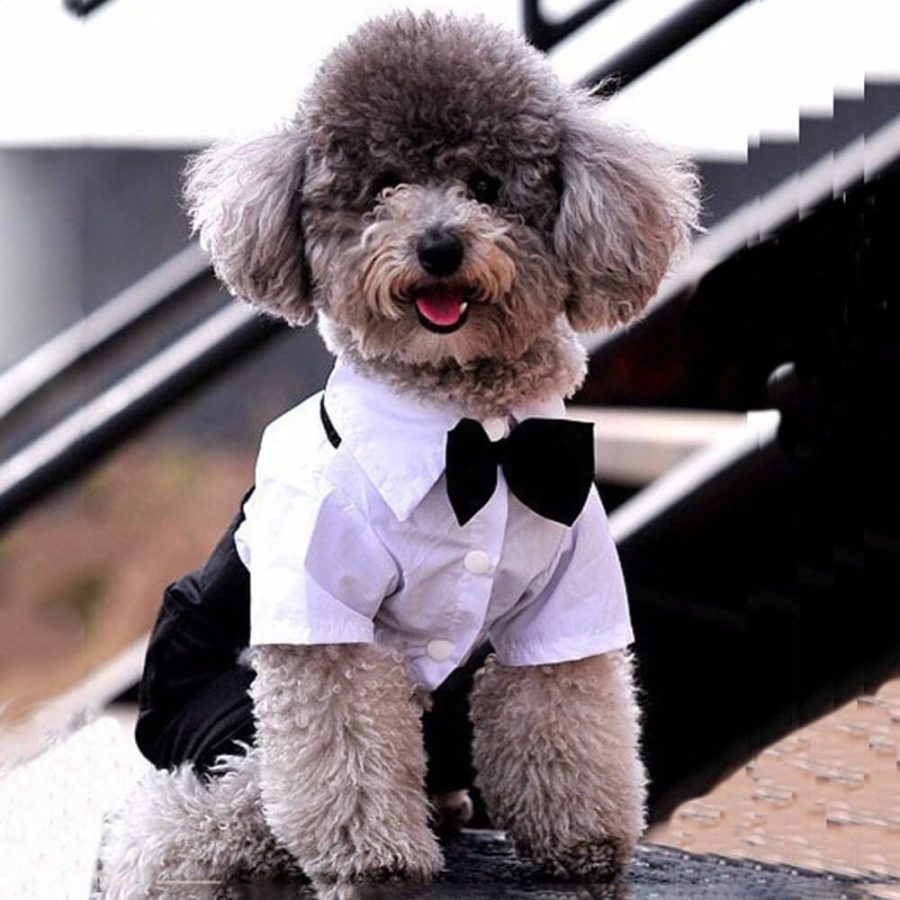 Dog Suit and Bow Tie Outfit