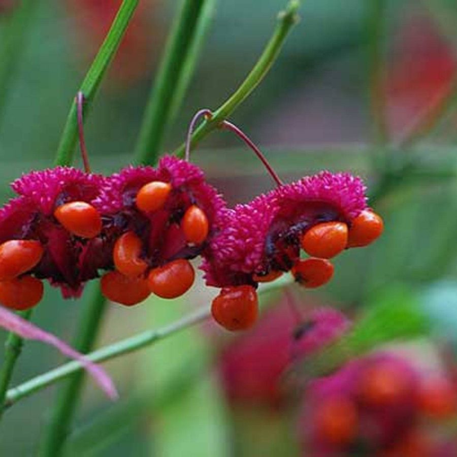 Euonymus Americanus American Strawberry Bush Bursting Heart 10 Seeds Garden