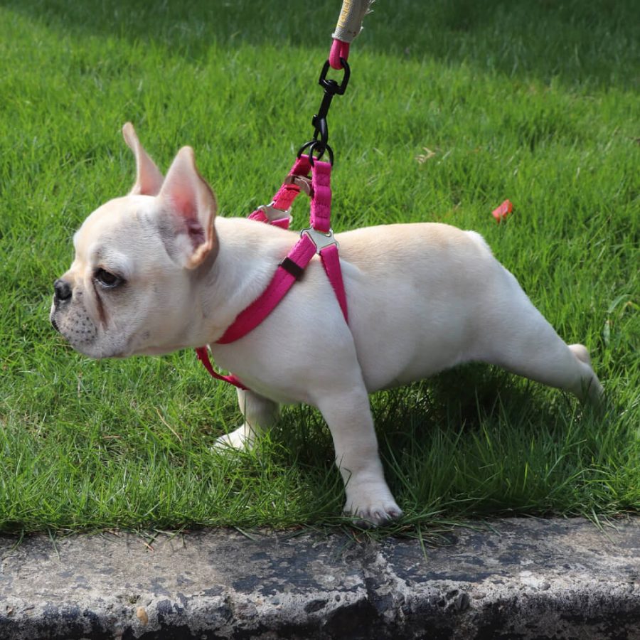 Nylon Rope Dog Leash