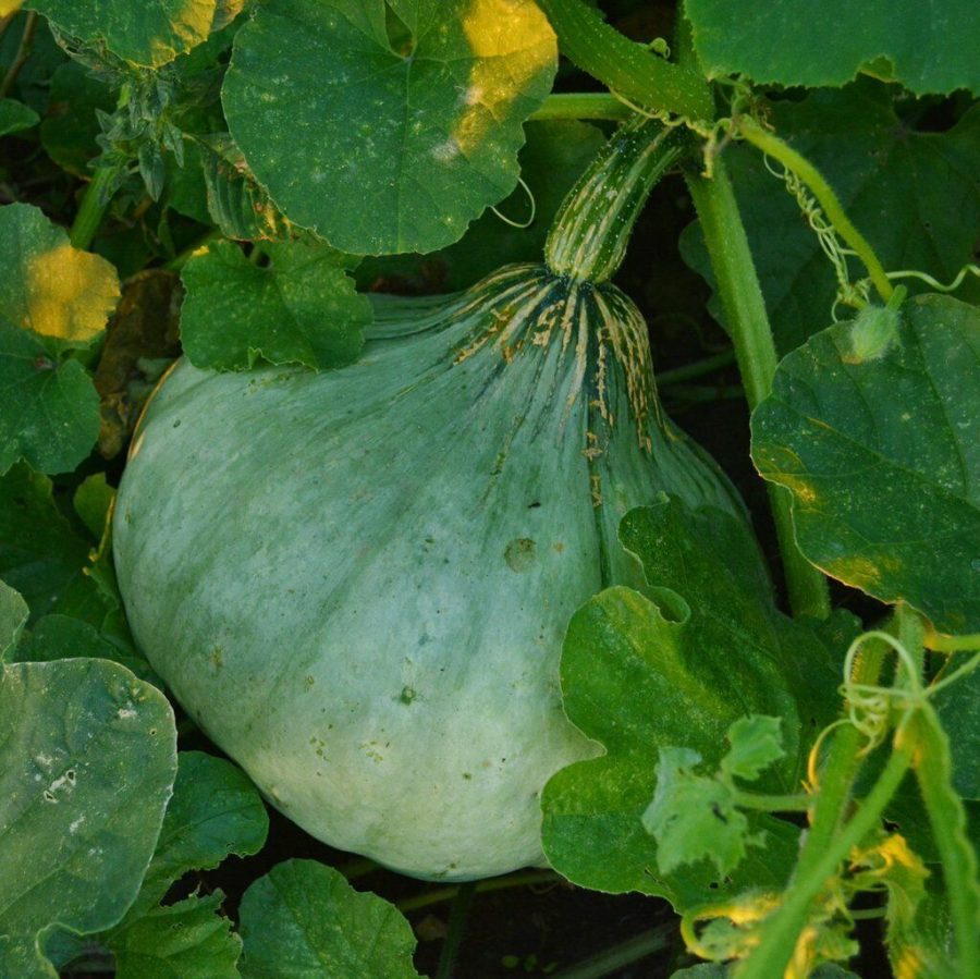 Sweet Meat Winter Squash Seeds, NON-GMO, Pumpkin Pie, FREE SHIPPING