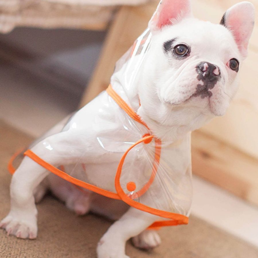 Transparent Dog Raincoat