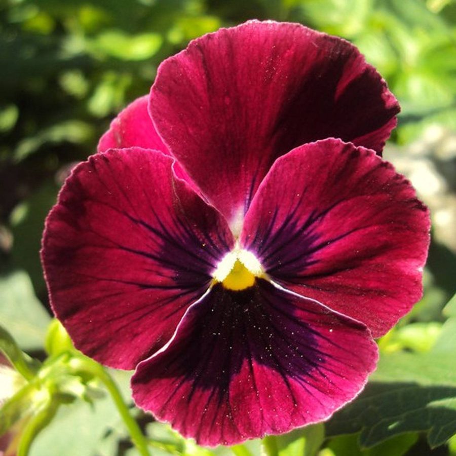 Viola Cornuta Arkwright Ruby Seed Garden Fast Shipping