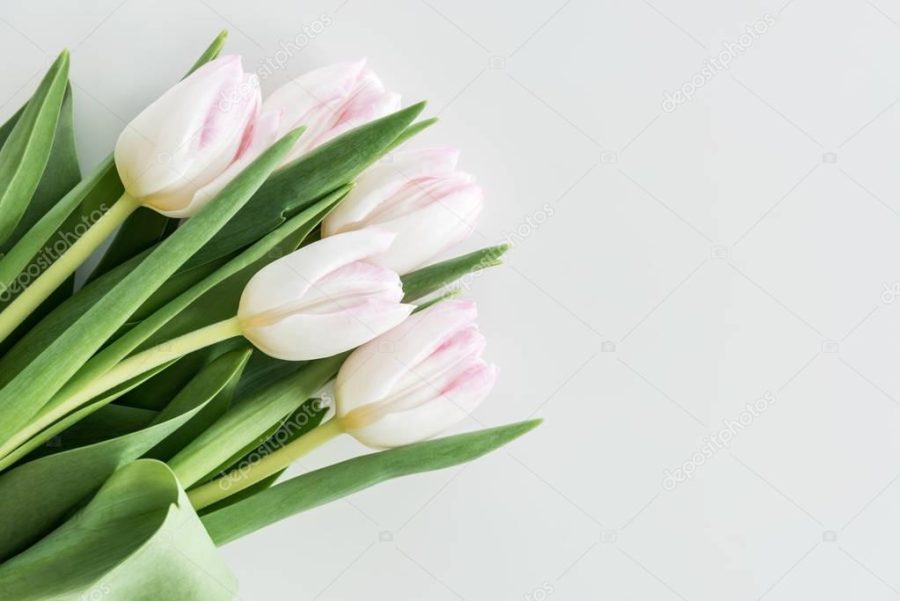 light pink tulips