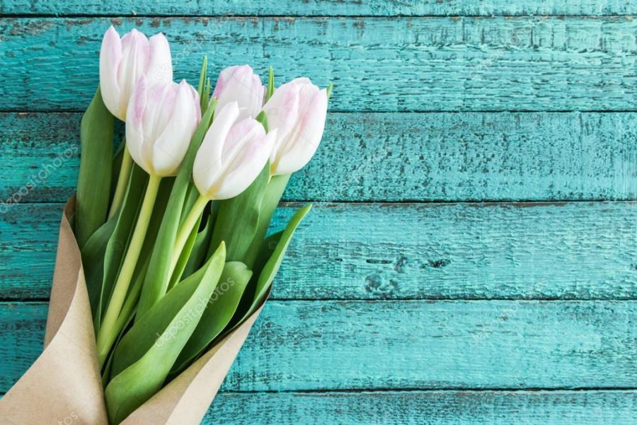 light pink tulips