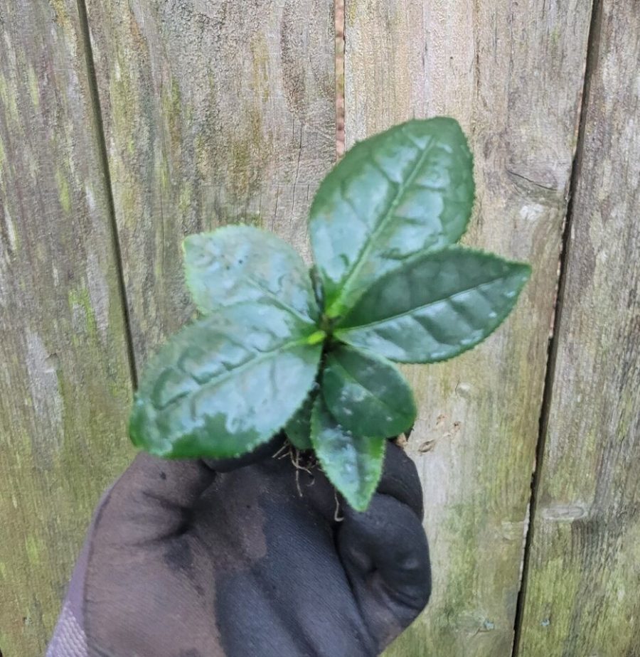 1 Camellia Sinensis Large Leaf Tea Tree Plant Rooted Starter Plug