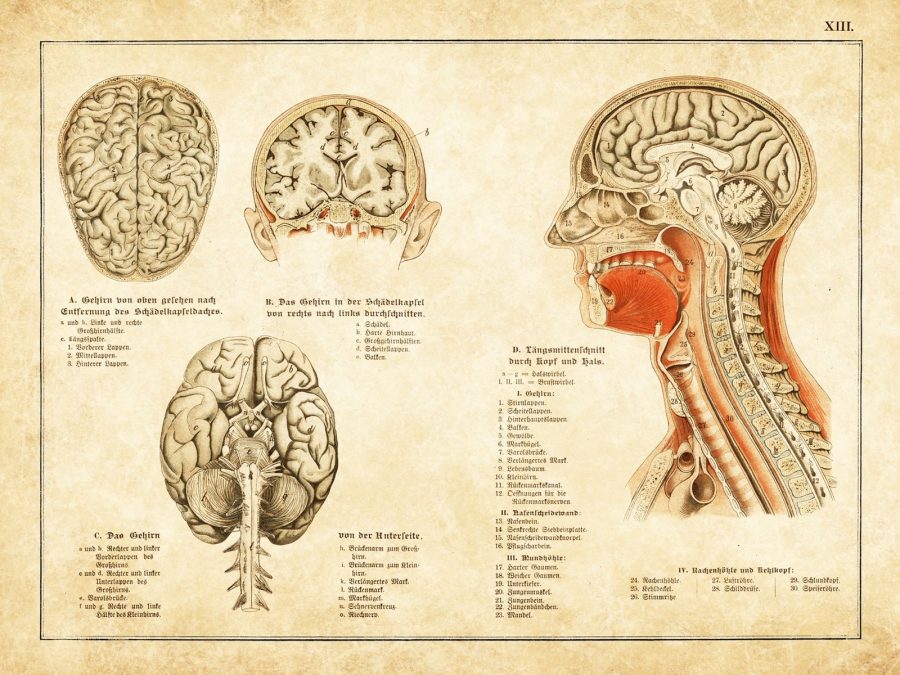 11477.Decoration Poster.Home wall Art decoration.Human anatomy brain.Medical