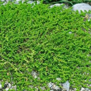 200 seeds Herniaria Glabra Herb - Green Carpet - Ground Cover Seeds