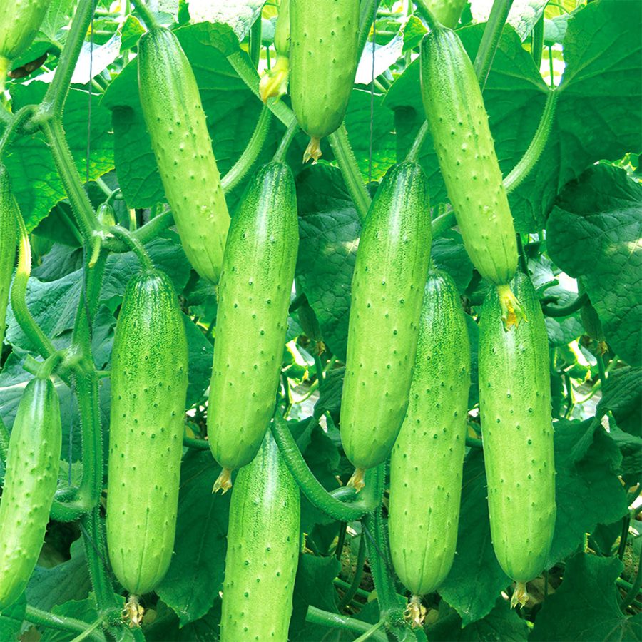 60 Seeds Hanging Beauty Tangshan'S Autumn Cucumber USA SELLER Garden