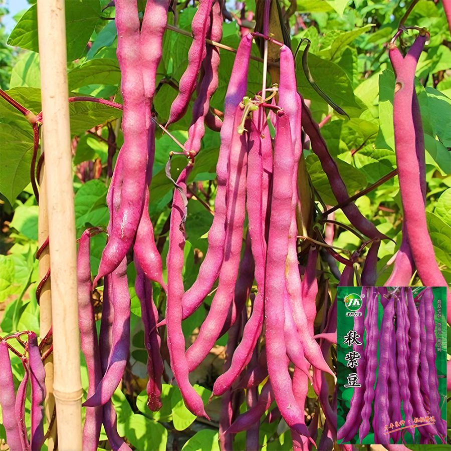 Best SELLER USA 1 Bag 10 G Seeds Purple Pole Bean