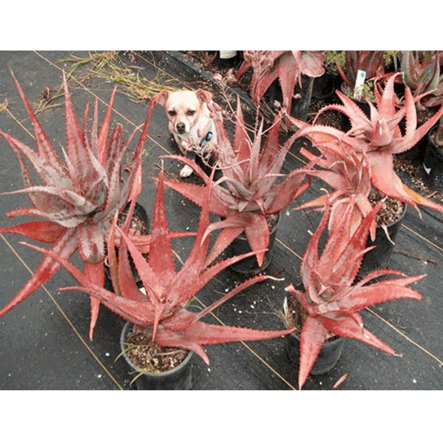 Best SELLER USA 10Pcs Aloe Chabaudii Succulent Garden Plants Seeds