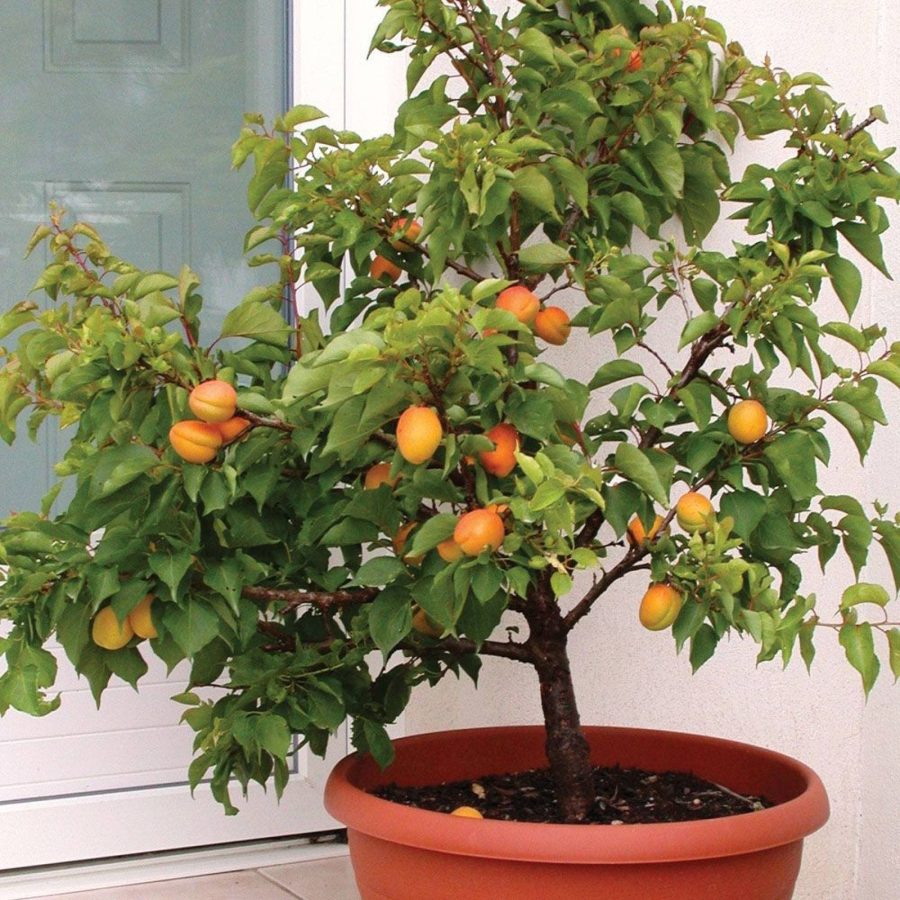 Dwarf Apricot Tree Prunus Armeniaca Organic Flowering Indoor Starter Seed 5 Pre-