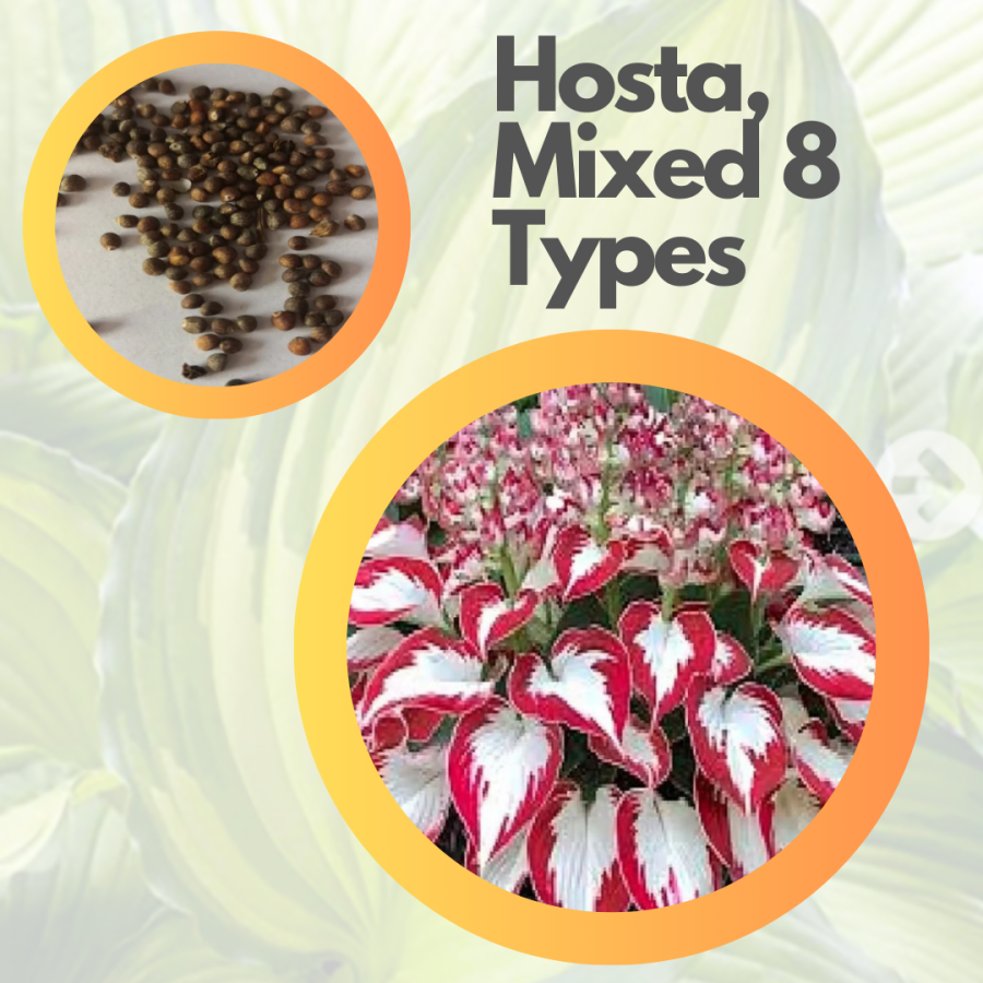 Hosta, Mixed 8 Types. Hosta. Seeds. Beautiful Hosta Bonsai