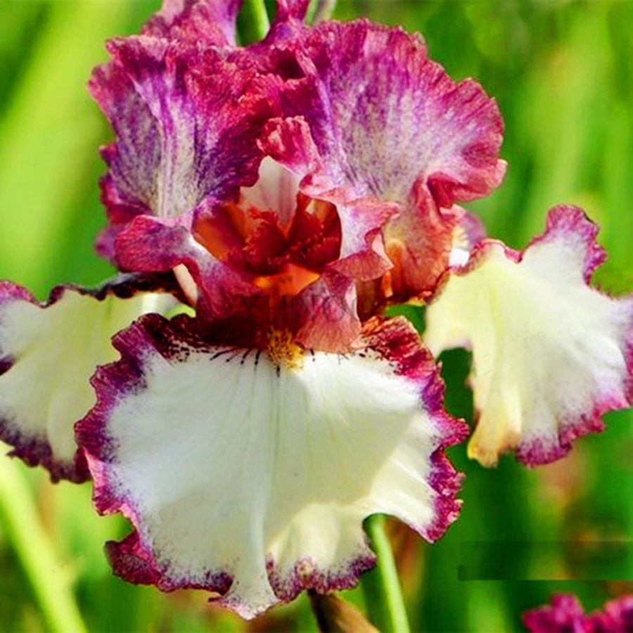 Iris tectorum - Red Rose Red White Colorful Flowers, 20 SEEDS D