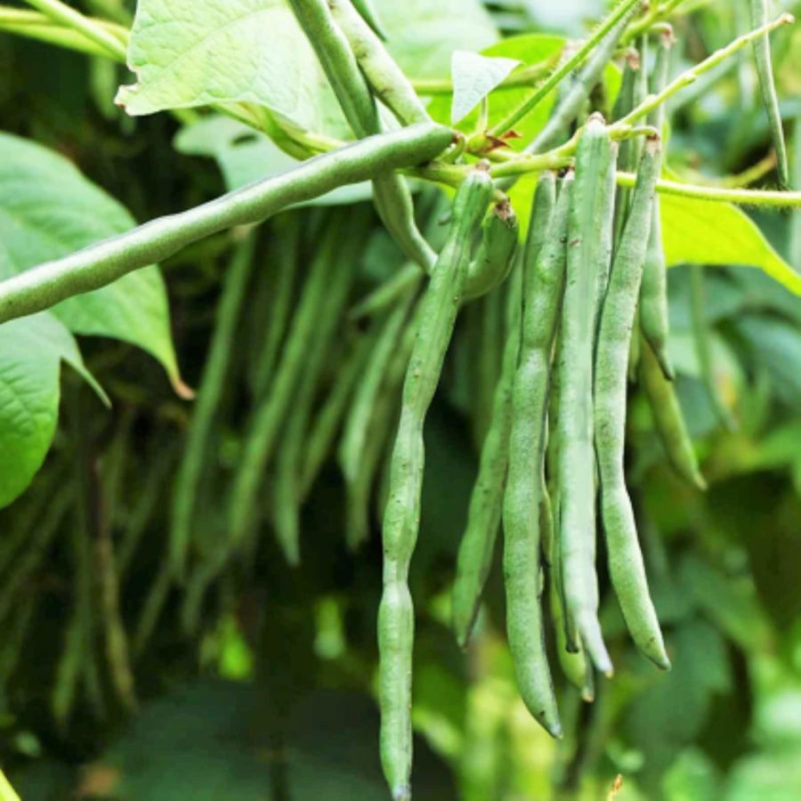 Jade Green Bean Seeds Bush Slender Delicate Stringless Haricot Vert Beans Vegeta