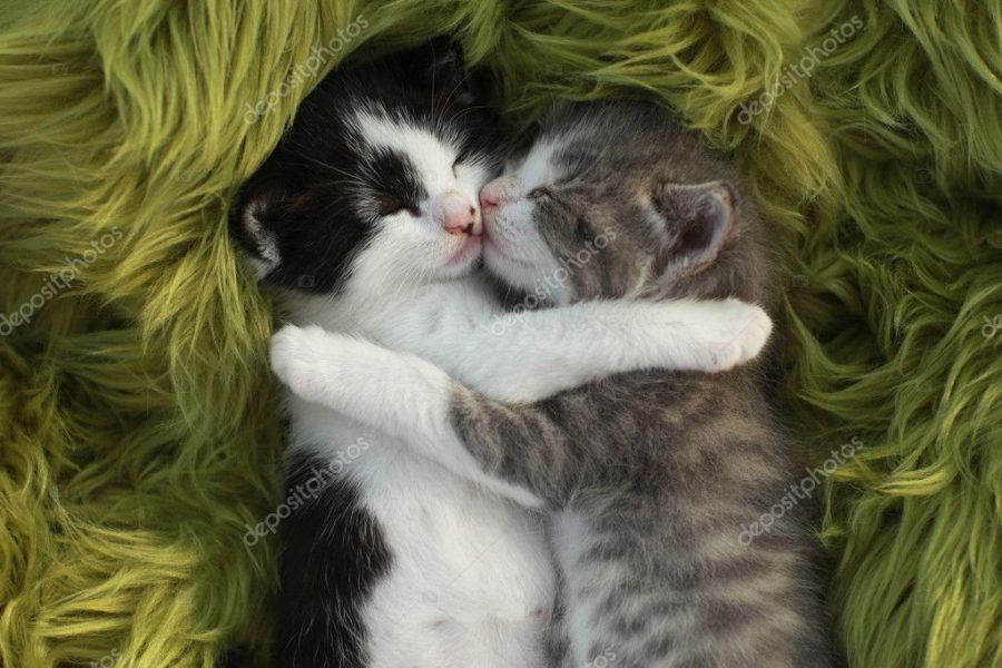 Kittens Outdoors in Natural Light