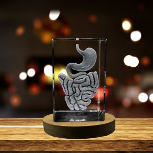 LED Base included | Intestine 3D Engraved Crystal Keepsake