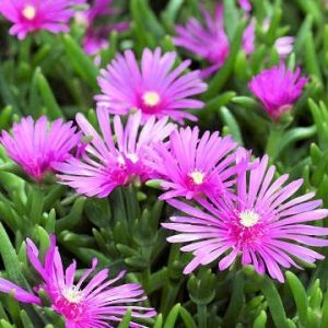 Lampranthus spectabilis